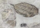 Dalmanites Trilobite With Other Fossils - New York #68092-3